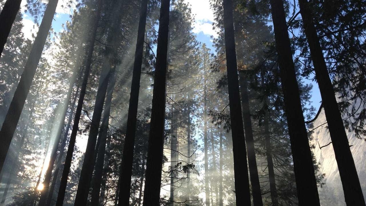 Backdrop for Book of Dreams: Dream 1 - Frank's Dream