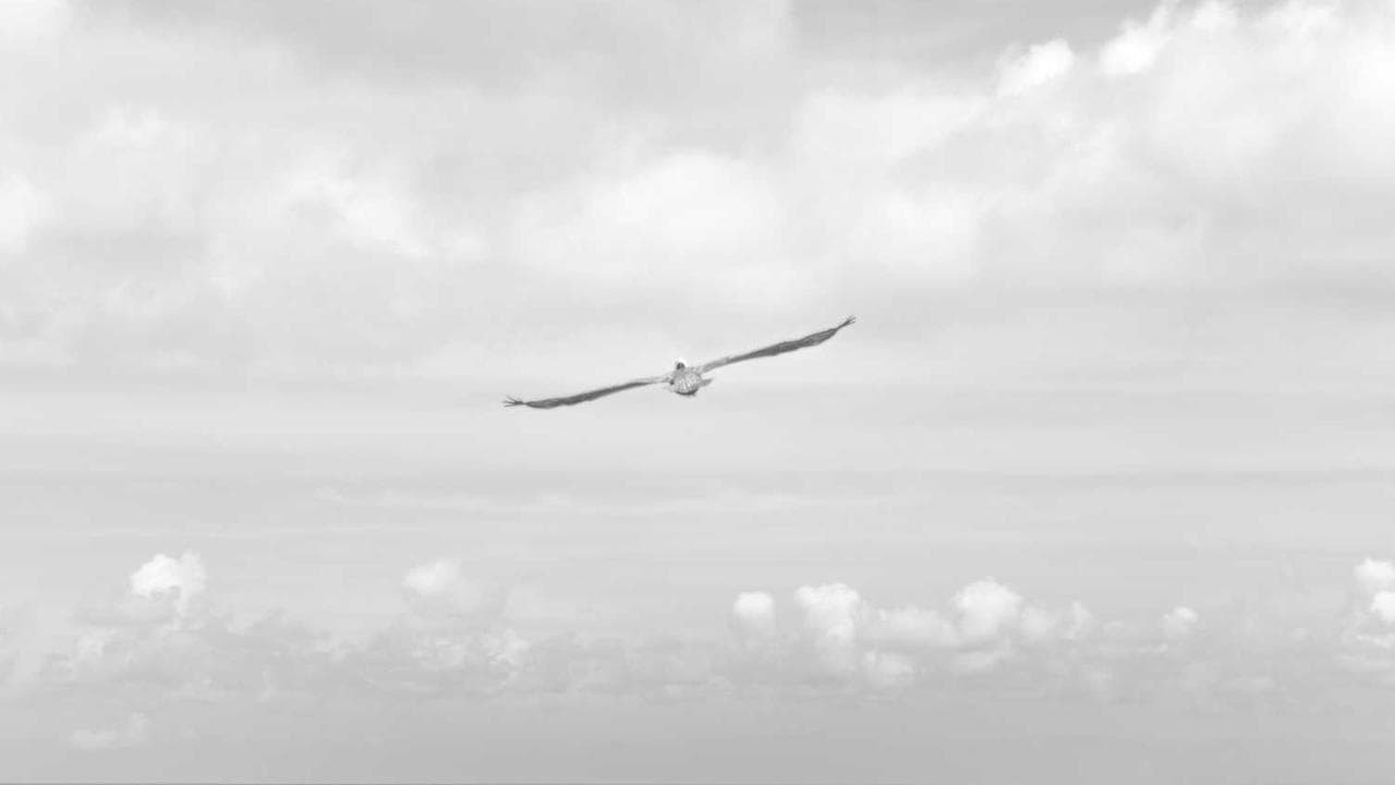 Achtergrond voor Hungry Asses