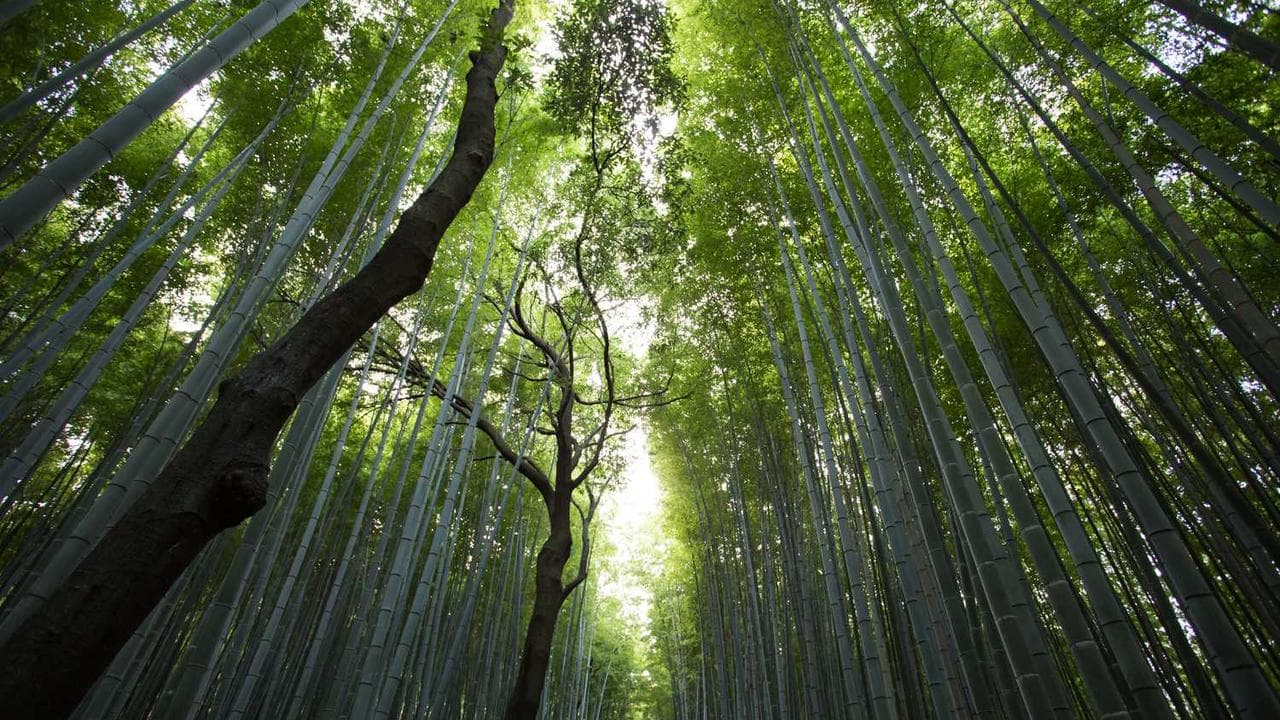 Backdrop for 怪盗と判官