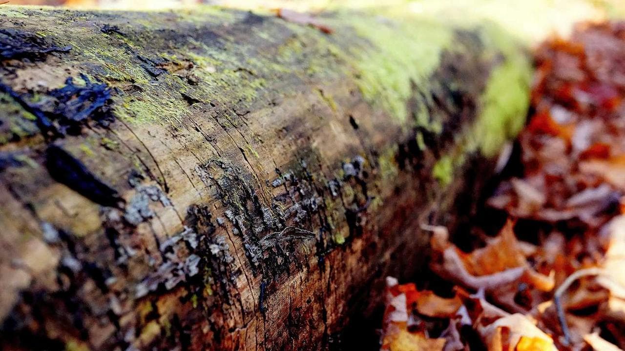 Achtergrond voor Park Ranger