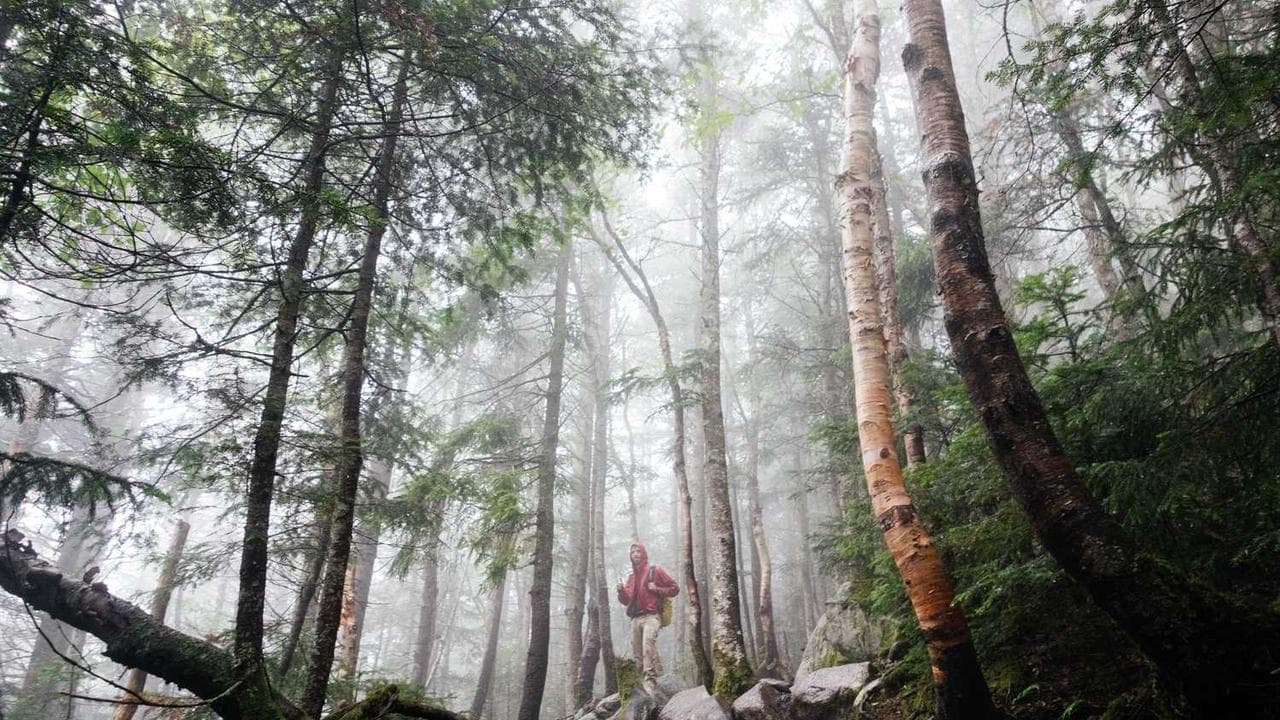 Backdrop for The Wolf: True Alpha