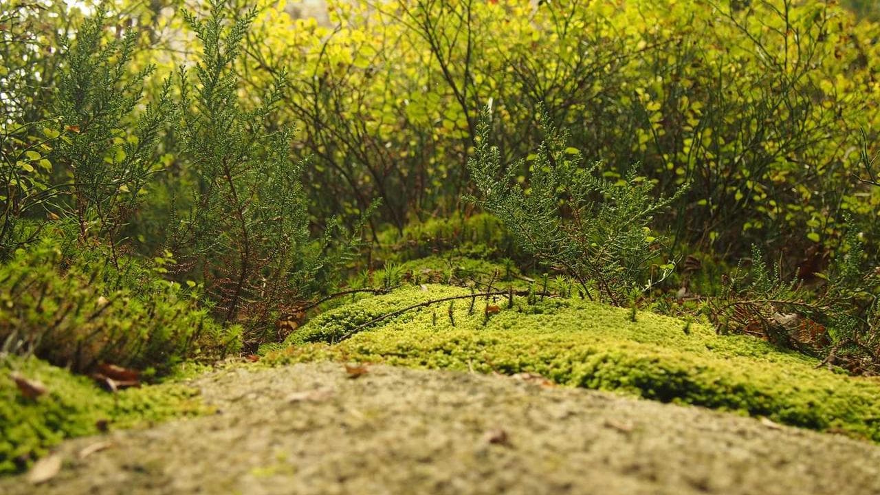 Backdrop for 嗚呼 満蒙開拓団