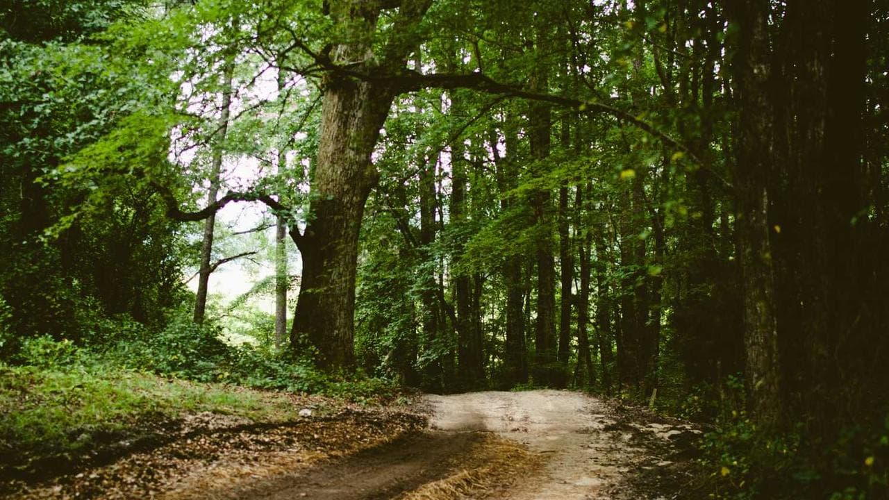 Backdrop for Leila: A Lesbian Fantasy