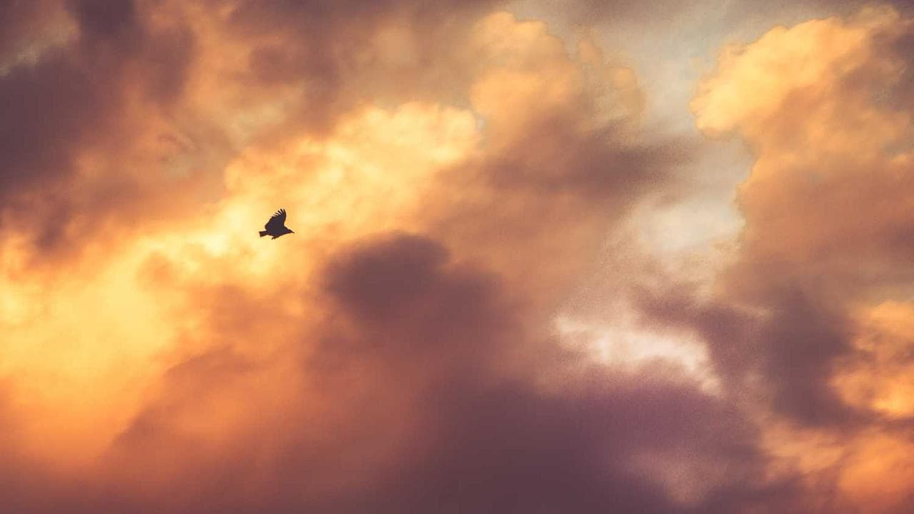 Backdrop for Leť, ptáku leť!