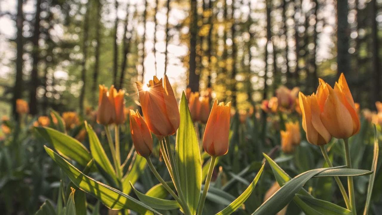 Achtergrond voor ব্যোমকেশ ও বরদা