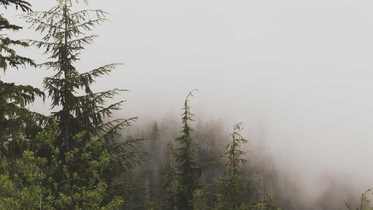 Backdrop for If a Tree Falls