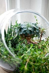 Vibeke Andersen