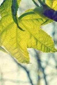 Z.Zamrie