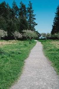 Rongo tupatea Kahu