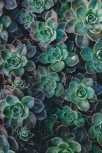 Mayan Bloom