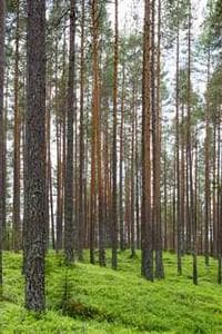 Ногон Шумаров