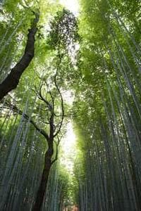 陳桂芬