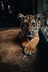 Trevor Lawrence