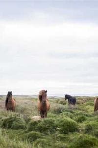 Carine McCandless