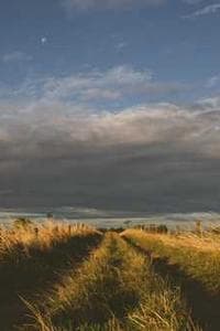 Theresa Ireland