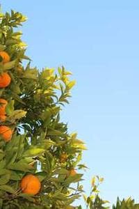Mignon Cocco