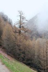 Chân Samedy