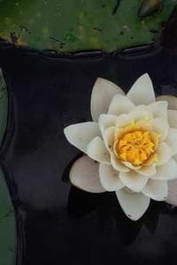 Lee Yee-Kuen