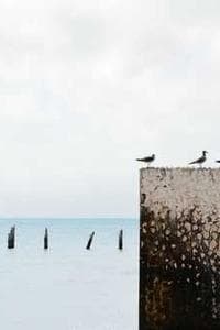 Anne Bourdoud