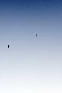 Sally Collett
