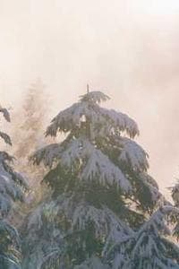 Rainer Grams