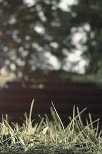 Marcelo Herrera