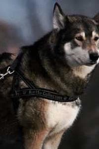 Sebun Inuzuka