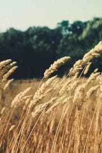 Meadow Nobrega