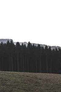 Timme Moorrees