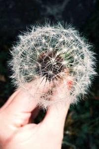 Carlos Ruiz 'Snoopy',