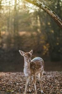 Cuco Pelucho