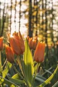 Marta 'Marika' Kosakowska