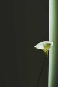 Shay Litman