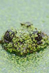 Porteus Xandau