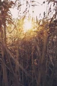 Sol Abrams
