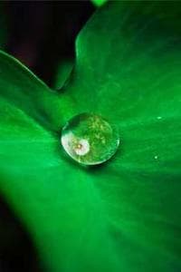Marootian