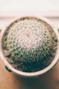 Leontina Zucchelli