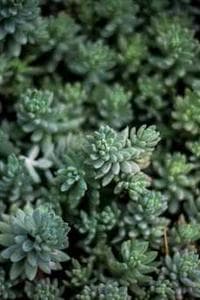 Ferdinand Kaňkovský