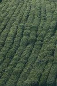 Levi Wall