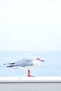 王军