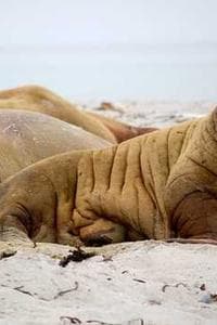 Xyrus Arruejo