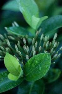 Carletto Chia