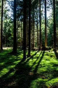 Kuntberk Alptemoçin