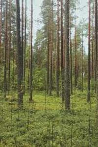 Illavarsi