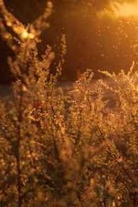 Kate Connell