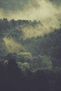 Caryl Tenney