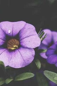 Niels Munk Plum