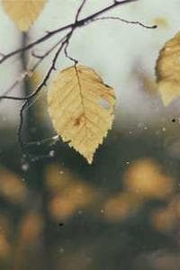 천명우