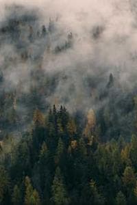 Nix Wood