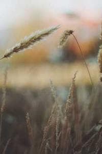 Savanna Fields